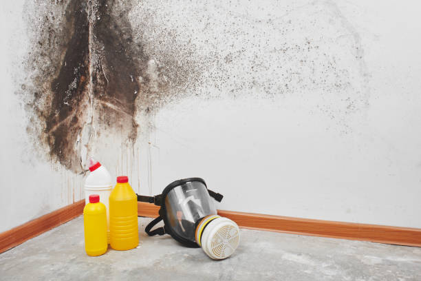 Best Residential Mold Removal  in Hebron, IL