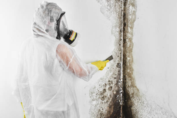 Best Professional Mold Removal  in Hebron, IL