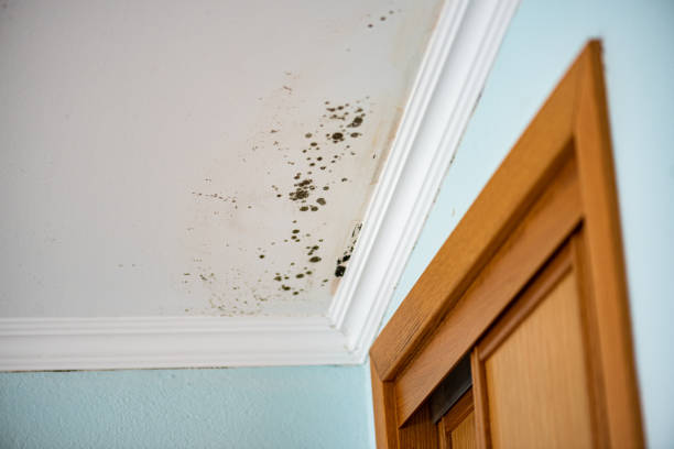 Best Home Mold Removal  in Hebron, IL