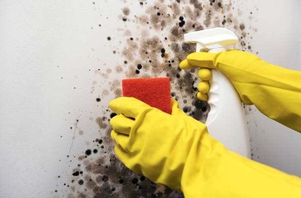 Best Best Mold Removal Companies  in Hebron, IL