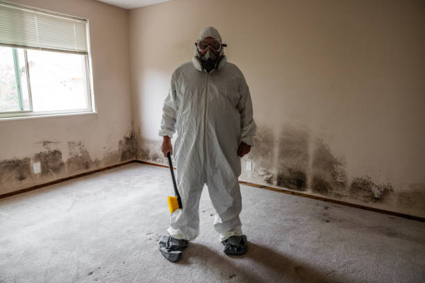 Professional Mold Removal in Hebron, IL