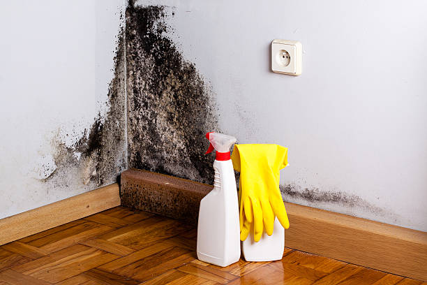 Best Mold Removal Company Near Me  in Hebron, IL