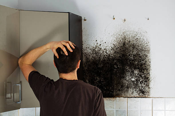 Best Same-Day Mold Removal  in Hebron, IL