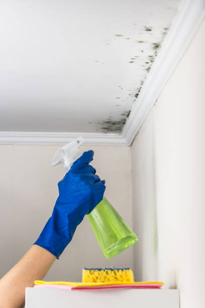 Best Affordable Mold Removal  in Hebron, IL
